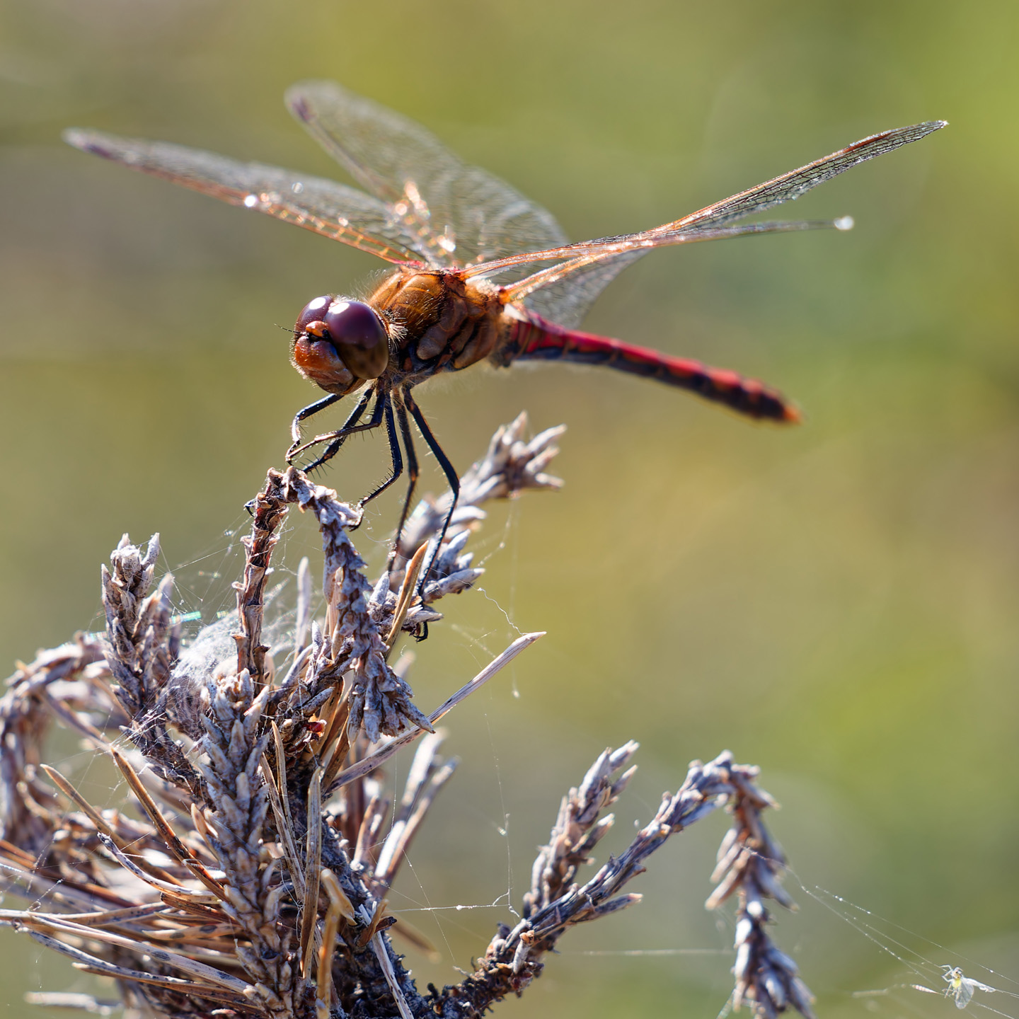 Libelle, Kanu-Ausflug II, Schweden 2024
